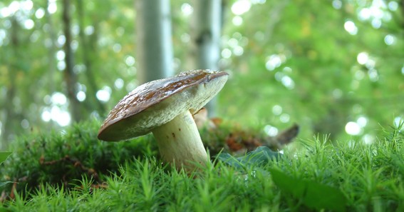 Gaur abiatuko dute Leioako Mikologia Astea