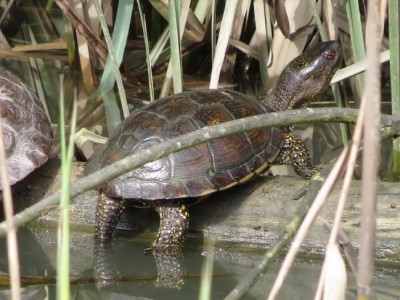 Aldundiak lemoiztarren laguntza eskatu du inguruan dortokak eta apoarmatuak aurkitzeko