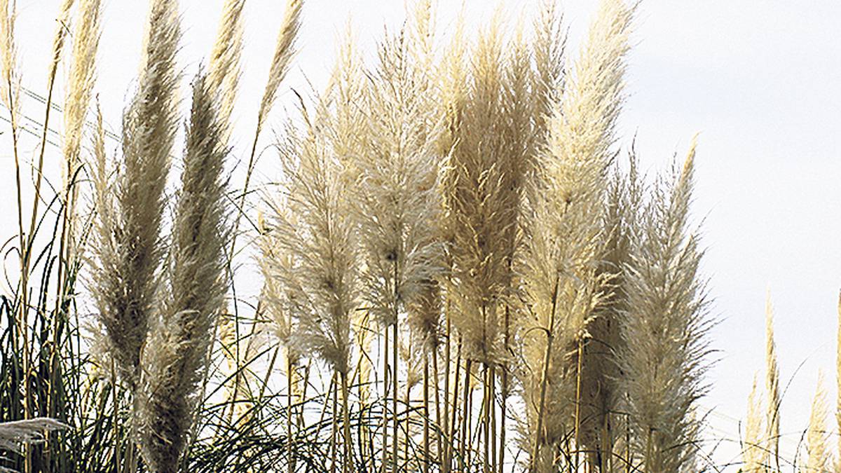 Uribe Kostako landare inbaditzaileak kontrolatzeko web-plataforma berria jarri dute martxan