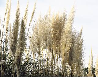 Uribe Kostako landare inbaditzaileak kontrolatzeko web-plataforma berria jarri dute martxan