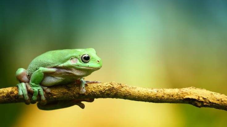 Bio-diver tailerrak: kartoizko igel euli-jaleak