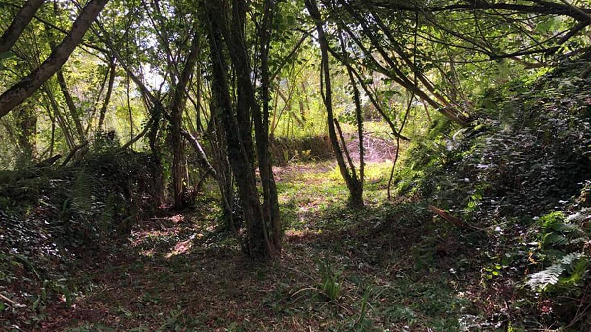 Uribe Kostak basoen etorkizunaz hausnartzeko jardunaldiak antolatu ditu