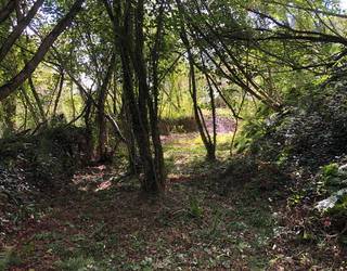 Uribe Kostak basoen etorkizunaz hausnartzeko jardunaldiak antolatu ditu