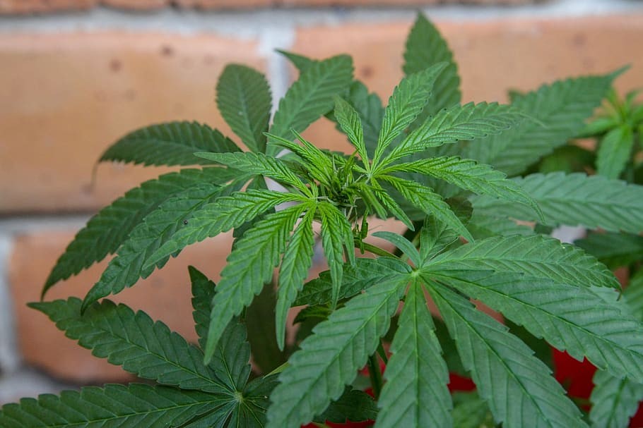 Udaltzaingoak lau pertsona ipini ditu ikerketapean marihuana landatzeagatik