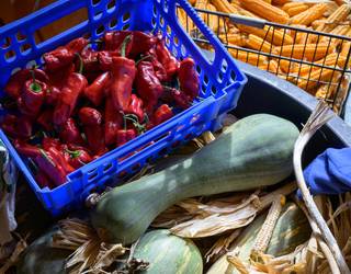 Tokiko haziak, etorkizuneko bermea