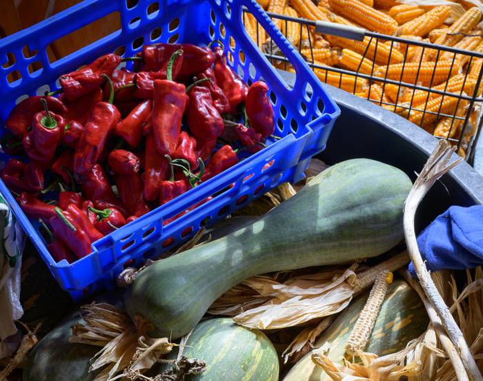 Tokiko haziak, etorkizuneko bermea