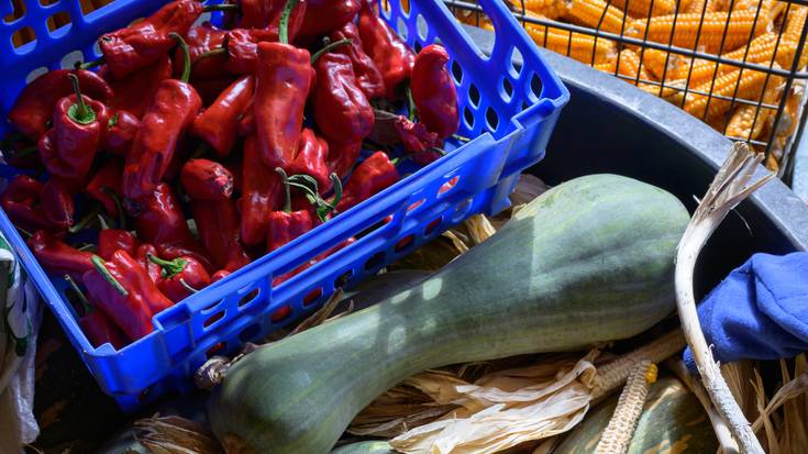 Tokiko haziak, etorkizuneko bermea