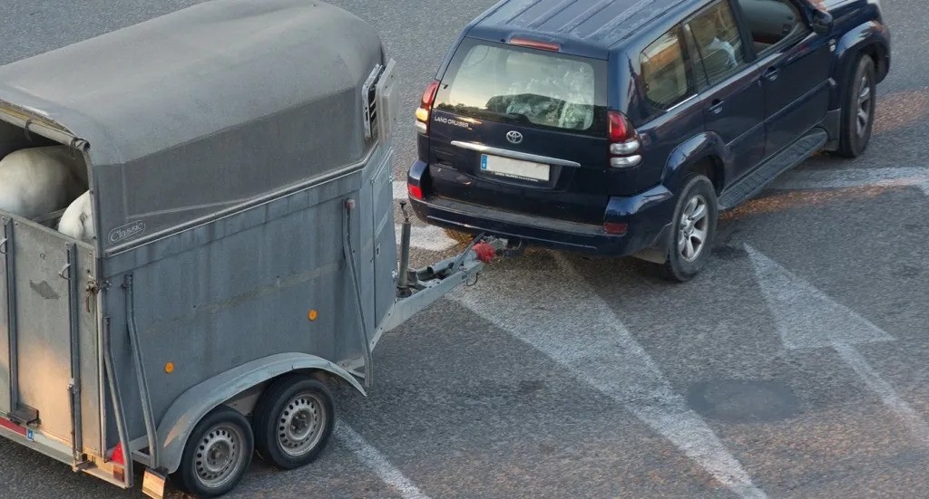 Aldundiak zigorrak jarriko dizkie Leioako Asto Probetan parte hartu zuten astoen jabeei