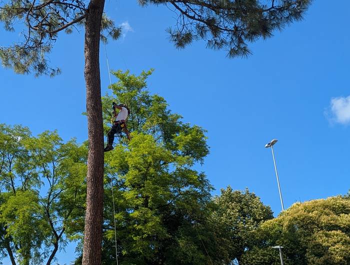 Ekintzaile bat Artatza parkeko zuhaitz batera igo da, itsasadarreko tunelaren aurkako plataformak kanpaldia egingo duen aste-akabuan