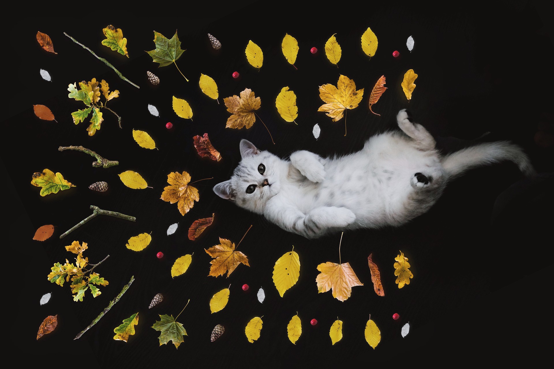 Animaliak sortzen ikasiko dute neska-mutilek Urdulizen
