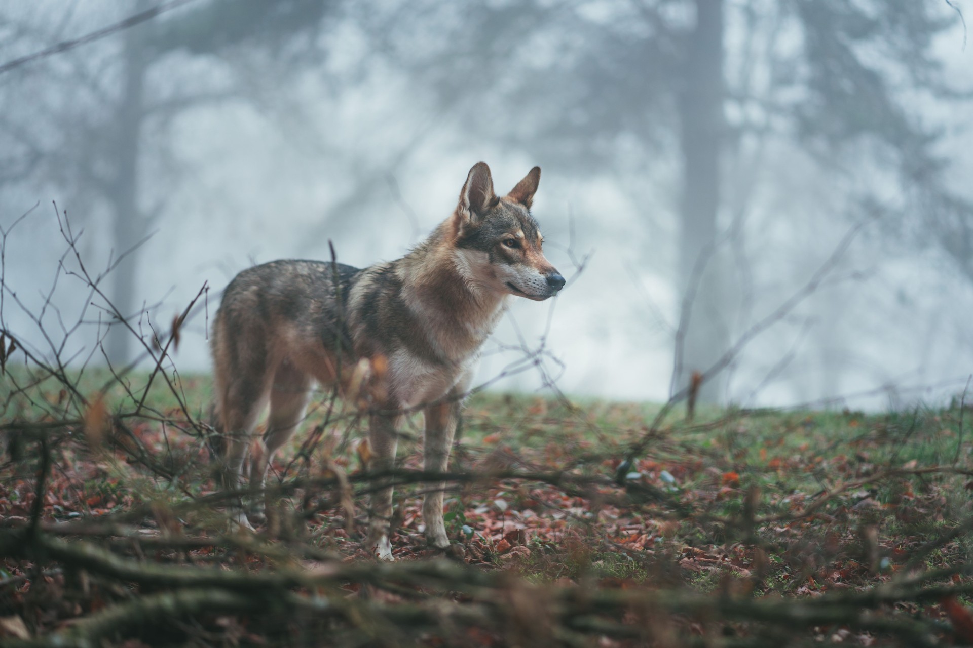 Otso iberiko Canis lupus signatus, babestuta