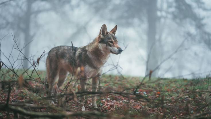 Otso iberiko Canis lupus signatus, babestuta