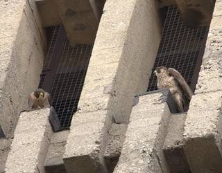 Getxok ongietorria eman dio hiriguneko lehen belatz txitari