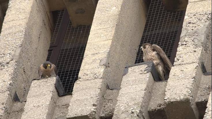 Getxok ongietorria eman dio hiriguneko lehen belatz txitari