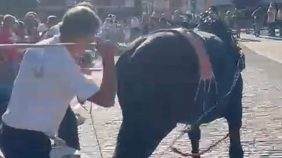 Aldundiak zigorrak jarriko dizkie Leioako Asto Probetan parte hartu zuten astoen jabeei, garraio-irregulartasunengatik