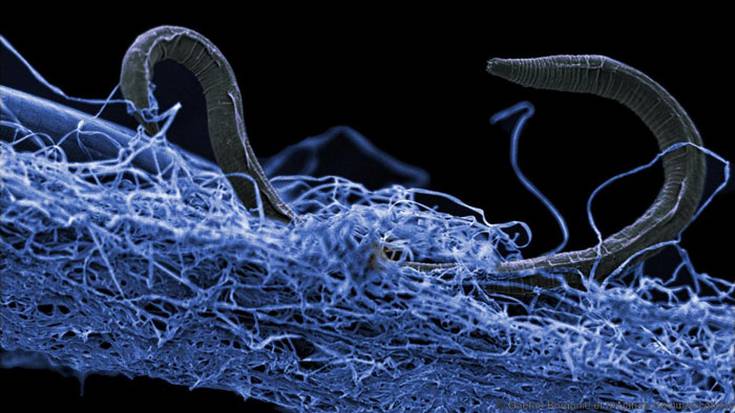 Bakteriofilia: bakterioak maitatuko ditugun aroa