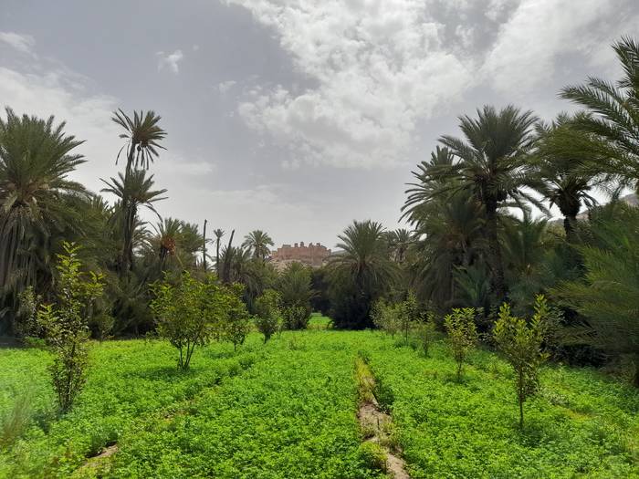 Oasis, Tiout-Maroko