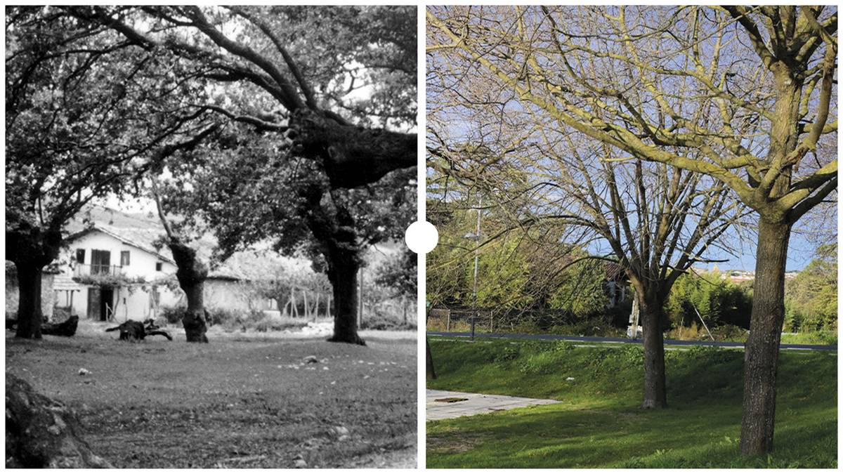 Urduliz, eliza ondoko Torrebarriko landa, 1940-1960