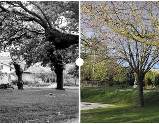 Urduliz, eliza ondoko Torrebarriko landa, 1940-1960