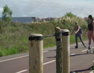 Itsasadarreko pasealekuan duela gutxi landatutako zuhaitz batzuk txikitu dituzte Lamiakon