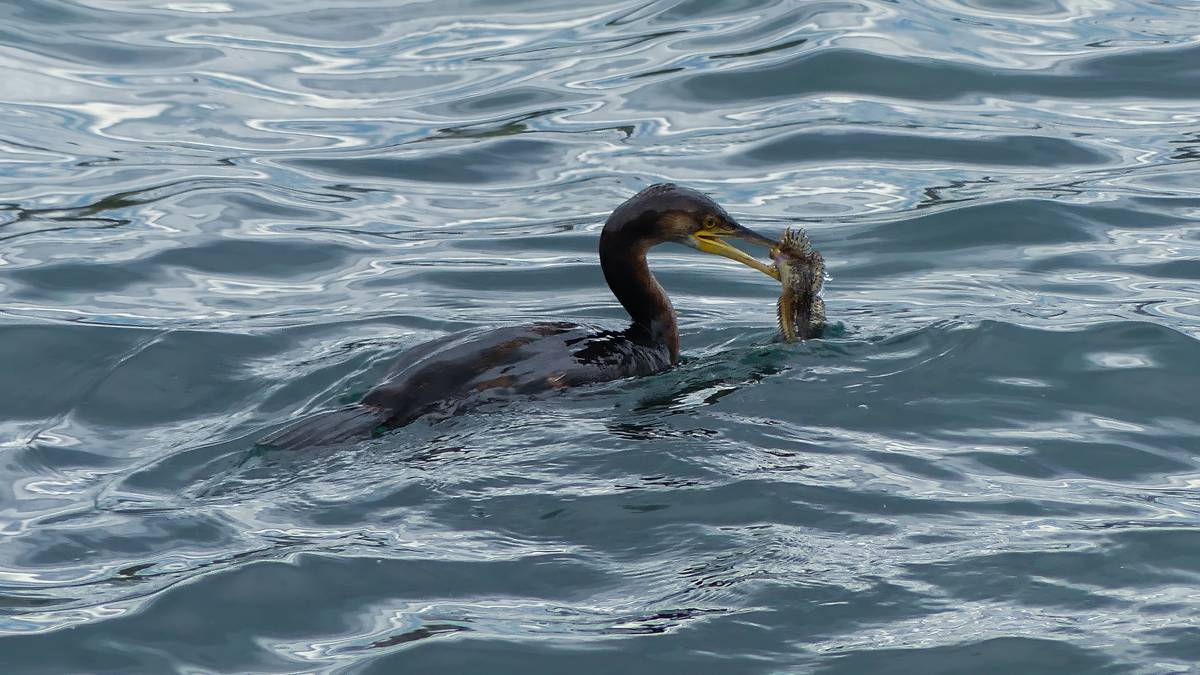 Handia ala mottaduna?