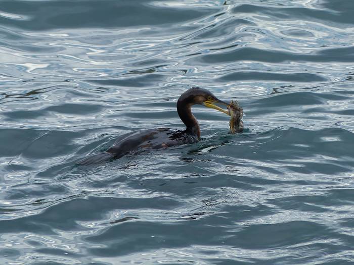 Handia ala mottaduna?