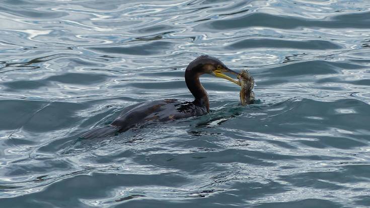 Handia ala mottaduna?
