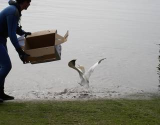 Gorlizko Fauna Sendatzeko Zentroko hegazti guztiak hil dituzte, hegazti gripea detektatu ondoren
