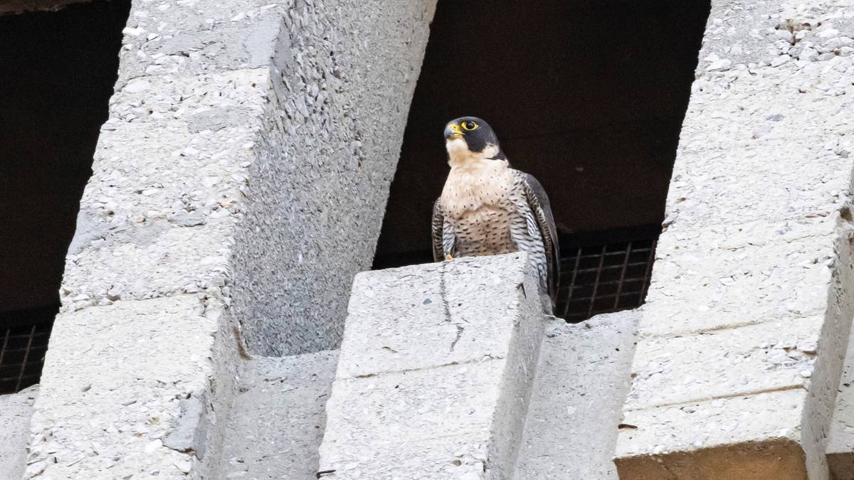 Mercedes eta Tony belatz handien ugalketa zuzenean jarraitzeko habia-kutxa monitorizatu bat jarri dute Areetako Mesedeetako elizan