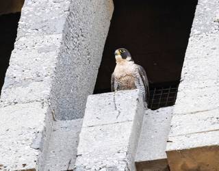 Mercedes eta Tony belatz handien ugalketa zuzenean jarraitzeko habia-kutxa monitorizatu bat jarri dute Areetako Mesedeetako elizan