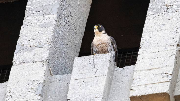 Mercedes eta Tony belatz handien ugalketa zuzenean jarraitzeko habia-kutxa monitorizatu bat jarri dute Areetako Mesedeetako elizan