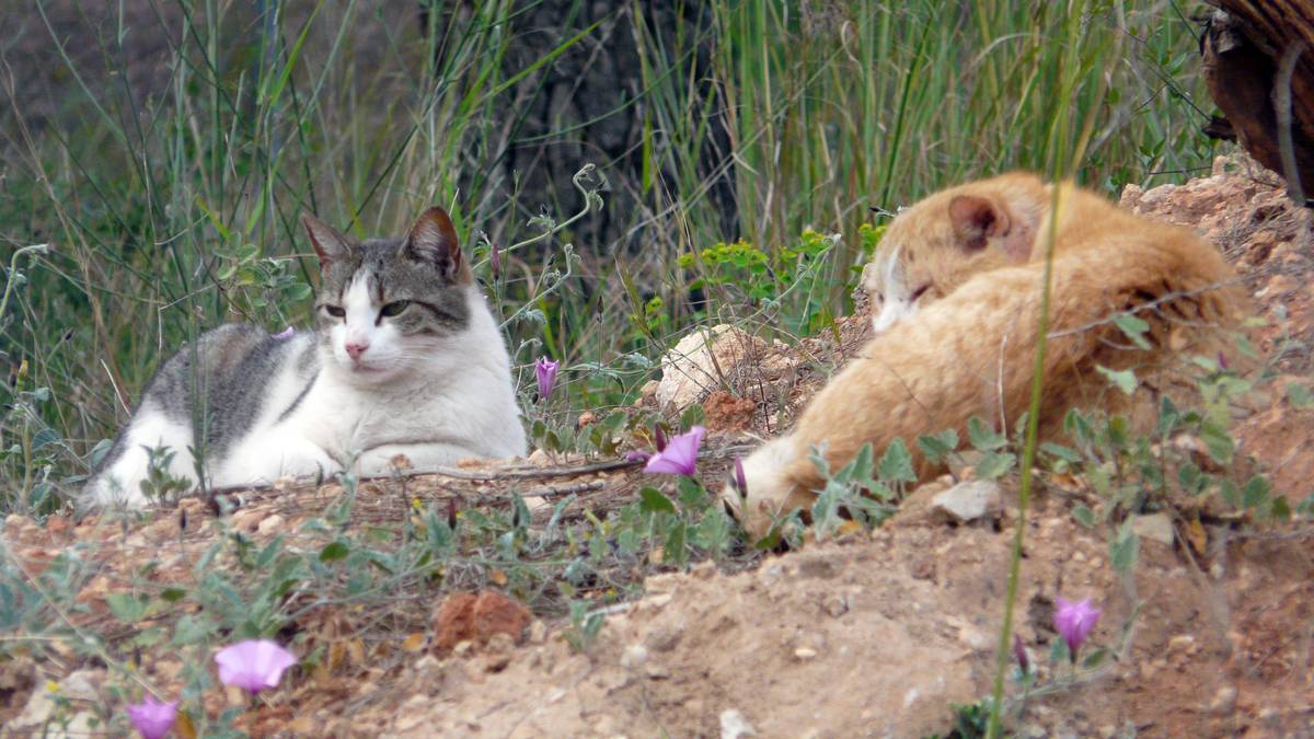 Leioak adopzioa sustatu eta animalien ongizaterako aurrekontua indartu du