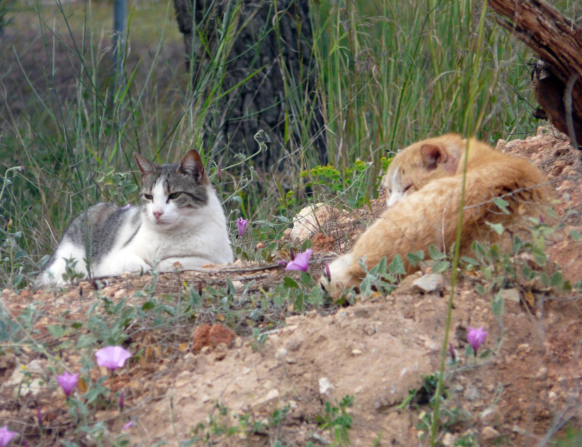 Mankomunitateak kaleko animaliak bildu eta zaintzeko programa aplikatzeko lizitazioa abiatu du