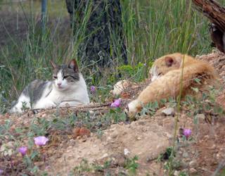 Leioak adopzioa sustatu eta animalien ongizaterako aurrekontua indartu du