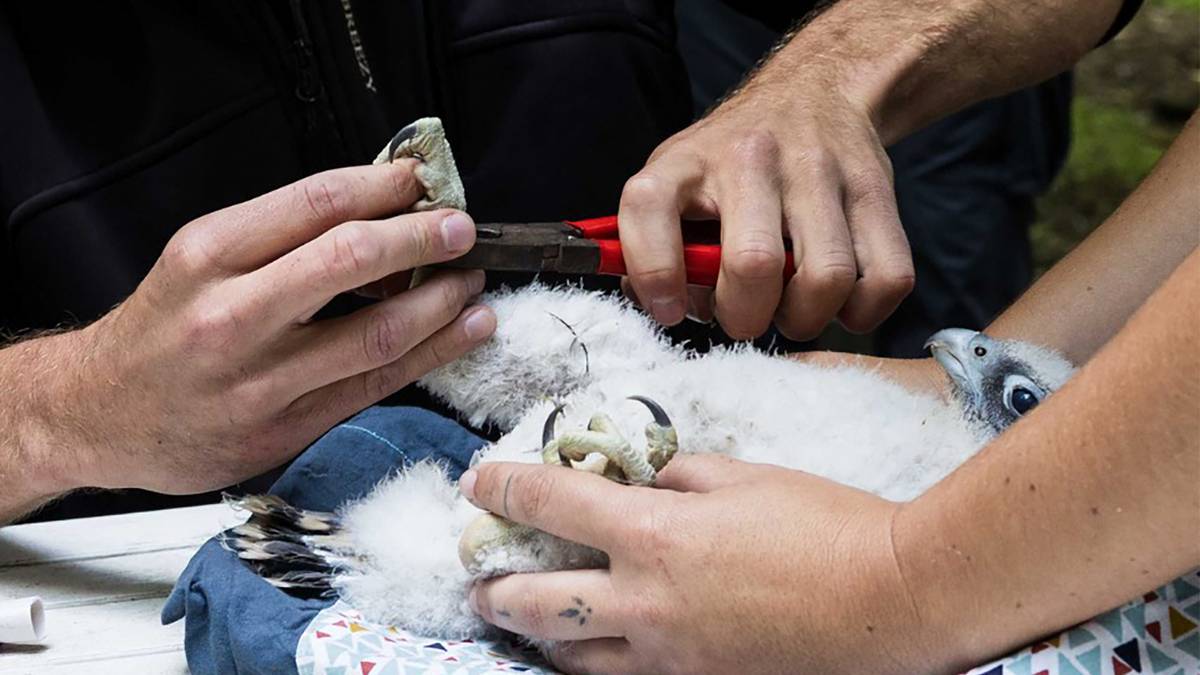 Urki Getxoko zeruan hegan egiteko prest dago, Areetako elizako belatz txikia