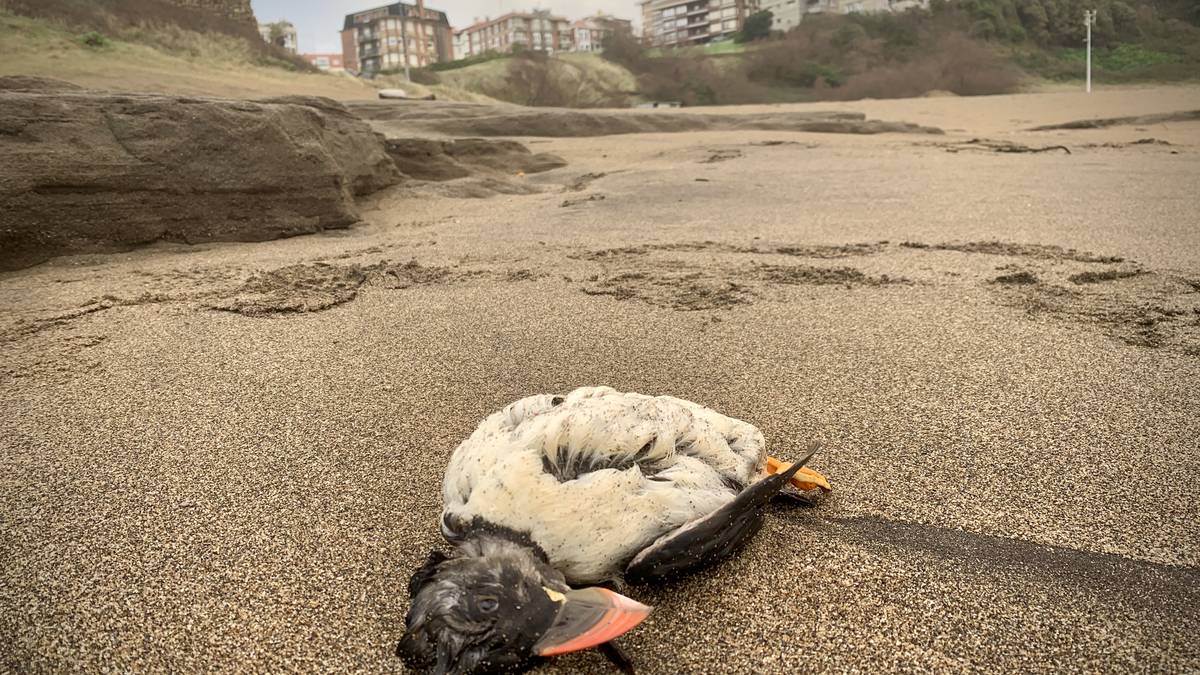 Itsasaldien ondorioz hildako edo zauritutako ehunka lanperna-musu azaldu dira euskal kostaldean