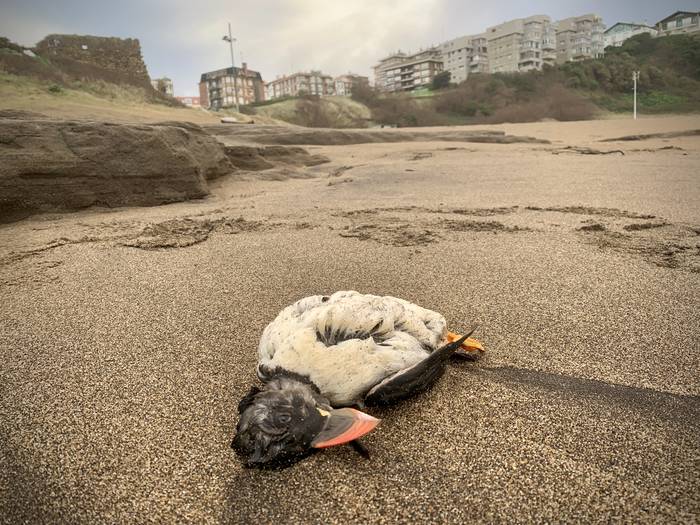 Itsasaldien ondorioz hildako edo zauritutako ehunka lanperna-musu azaldu dira euskal kostaldean
