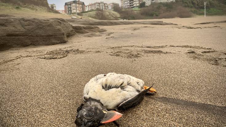 Itsasaldien ondorioz hildako edo zauritutako ehunka lanperna-musu azaldu dira euskal kostaldean