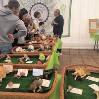 Dastatu Urria 2025: perretxikoak, gastronomia, musika eta artisau garagardoa Gorlizen