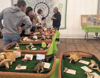 Dastatu Urria 2025: perretxikoak, gastronomia, musika eta artisau garagardoa Gorlizen