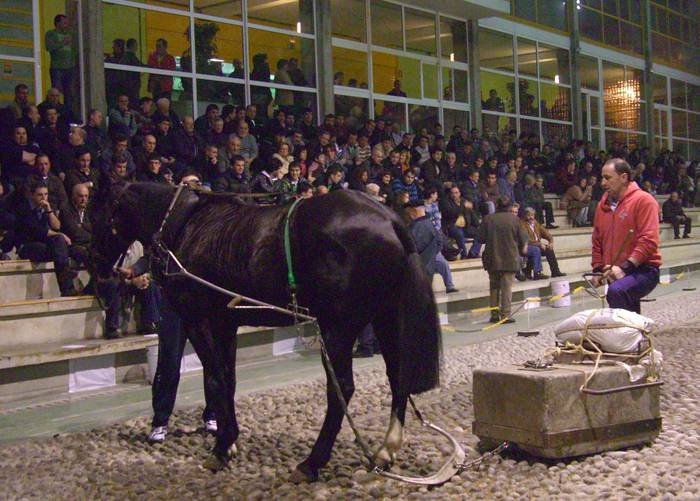 PACMAk Kinttopeko Txapelketa salatu du Urdulizen, animaliei tratu txarrak emateagatik