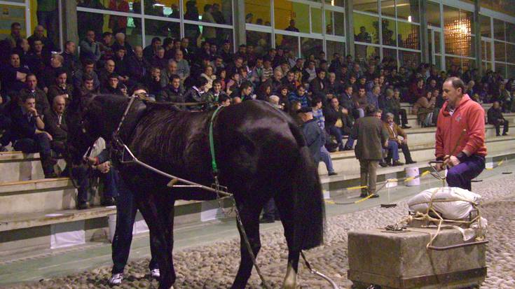 PACMAk Kinttopeko Txapelketa salatu du Urdulizen, animaliei tratu txarrak emateagatik