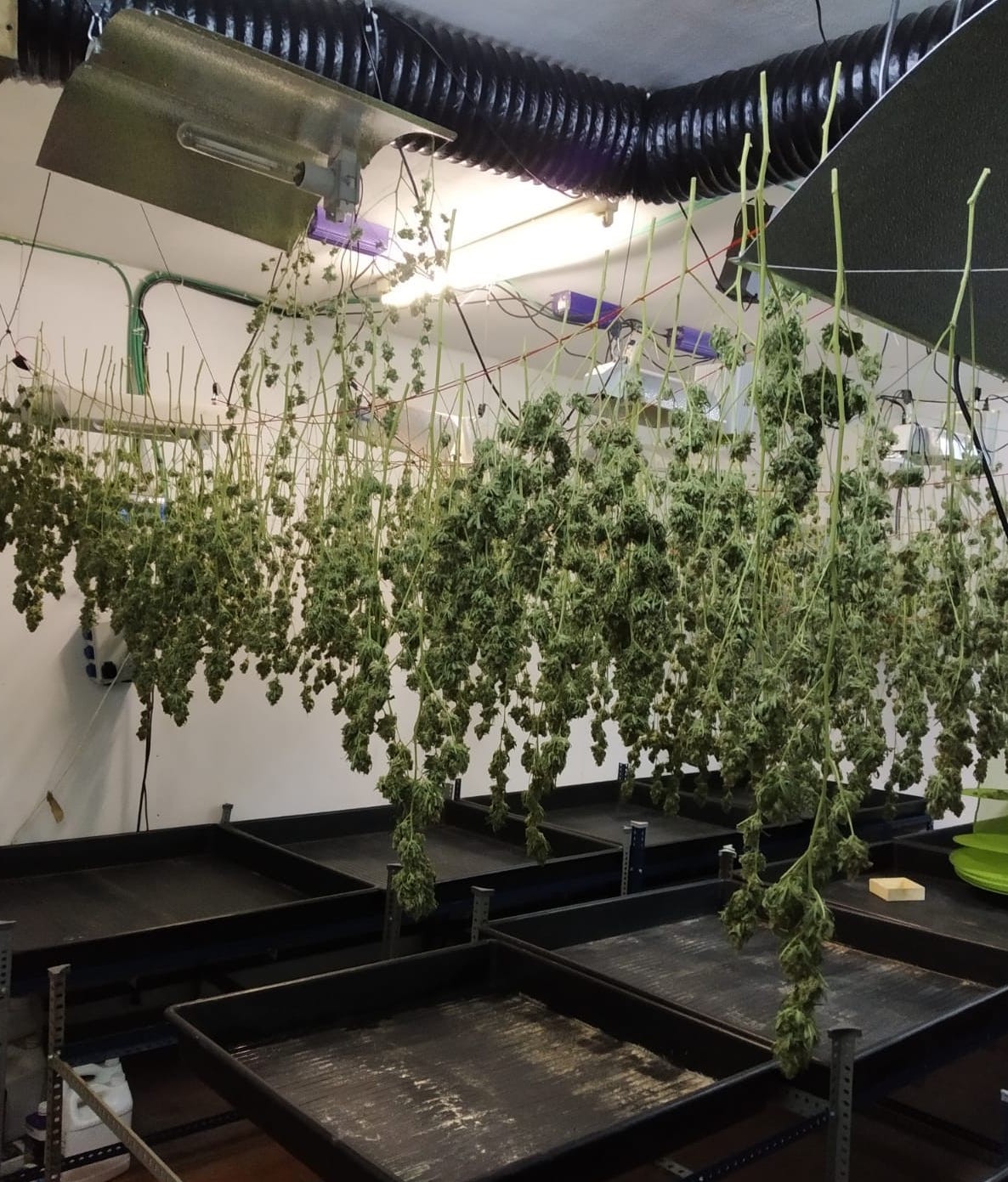 Marihuana-plantazio bat desegin du Getxoko Udaltzaingoak