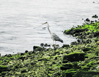 Lamiakoko hezegunea berreskuratzeko herri-ekimena abiatu dute hainbat elkartek