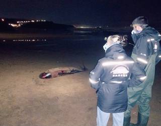 Kaxalote bat hilik agertu da Sopelan