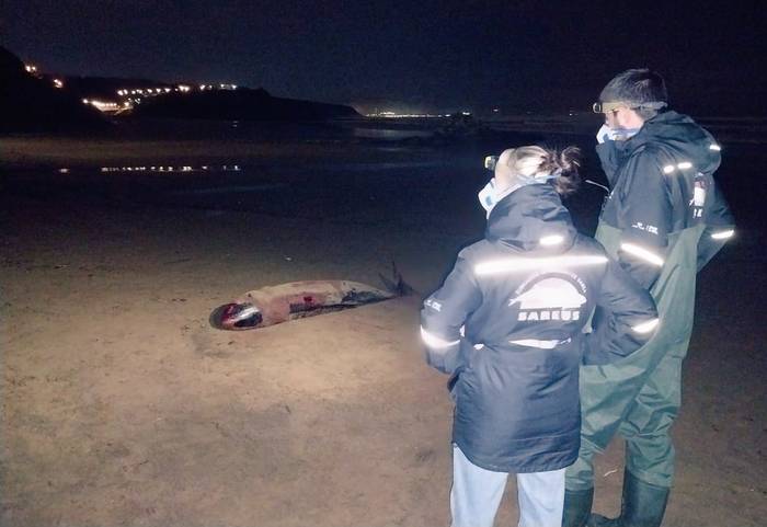 Kaxalote bat hilik agertu da Sopelan