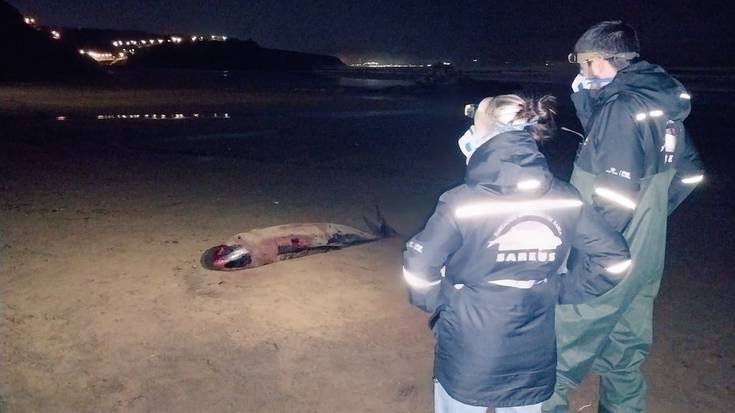 Kaxalote bat hilik agertu da Sopelan