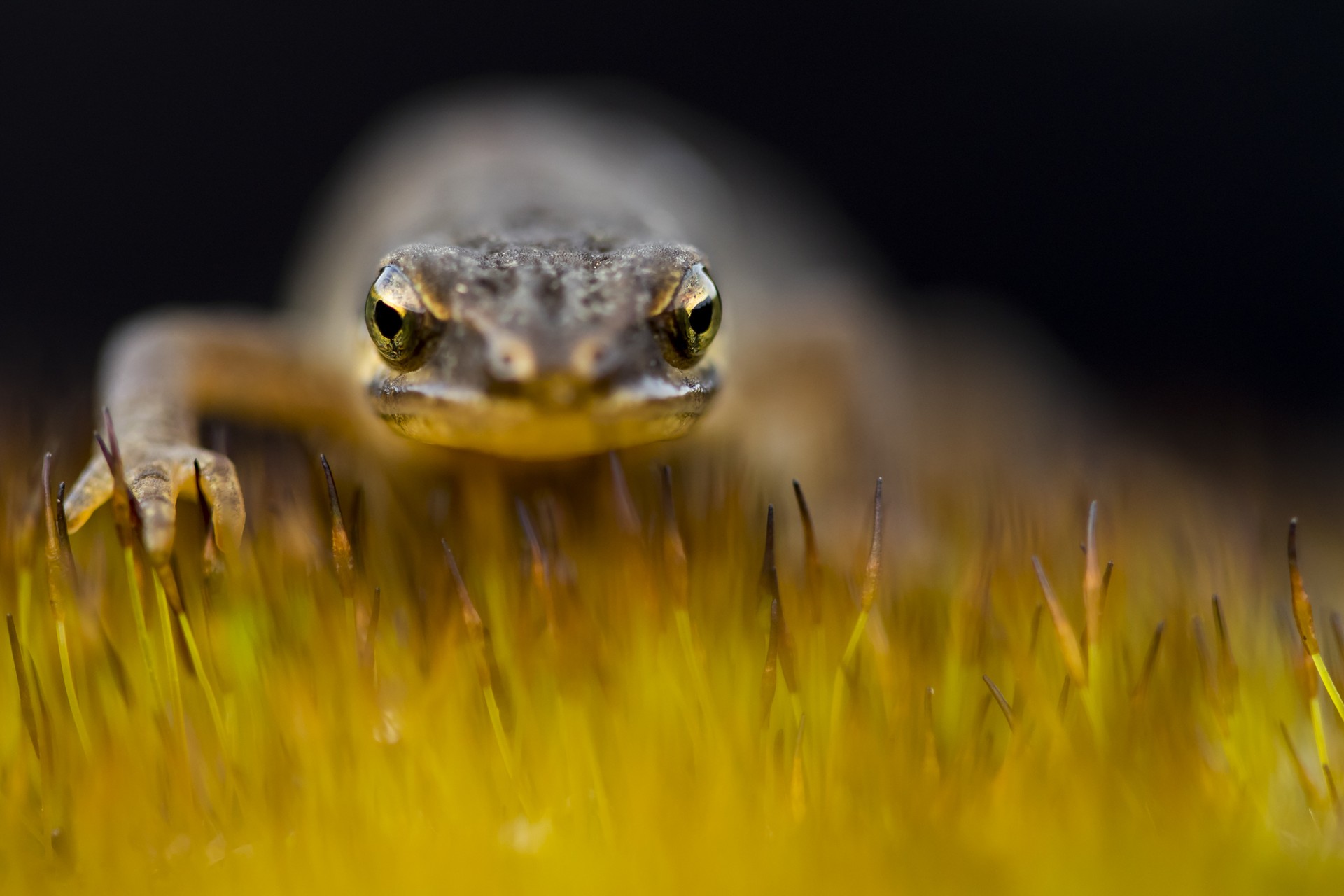 Naturaren makro-argazkigintzaren gaineko tailerra egingo dute Algortan