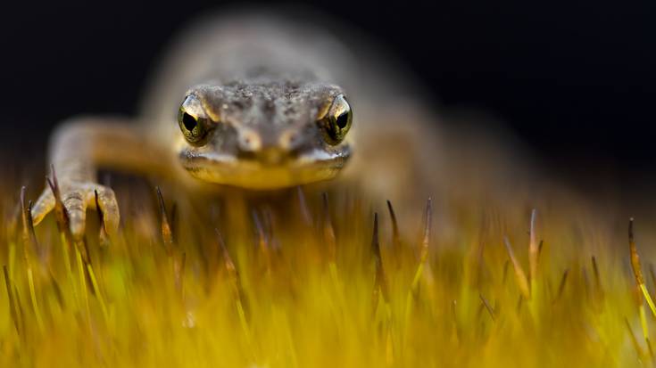 Naturaren makro-argazkigintzaren gaineko tailerra egingo dute Algortan