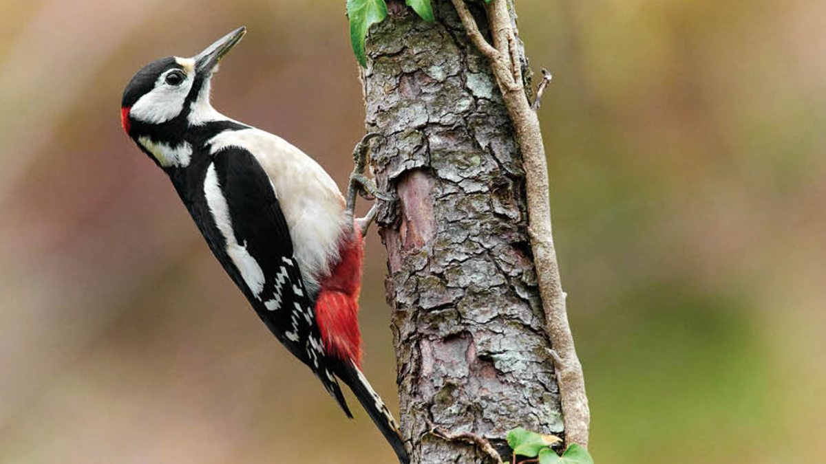 Basoko danbolin-hotsak